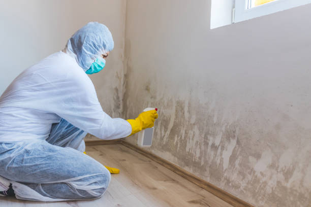 Licensed Black Mold Removal service in Fife, WA - WQB Mold Removal