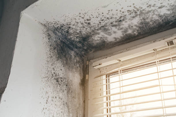 Affordable Black Mold Removal solutions in Fife, WA